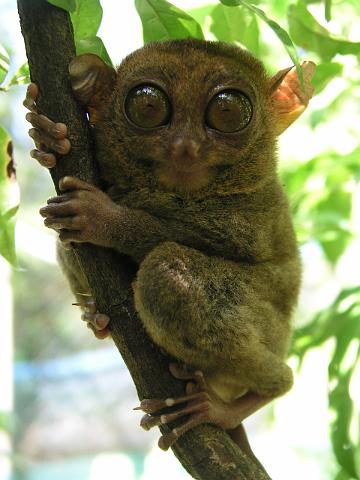 5_Tagesausflug_Tarsier_375.JPG