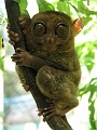 5_Tagesausflug_Tarsier_375