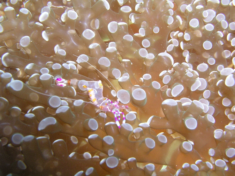 Anemonen-Partnergarnele.JPG