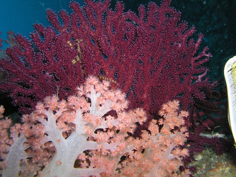 Koralle..JPG