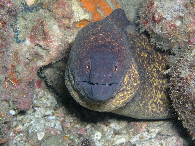 Rußkopfmuräne.JPG
