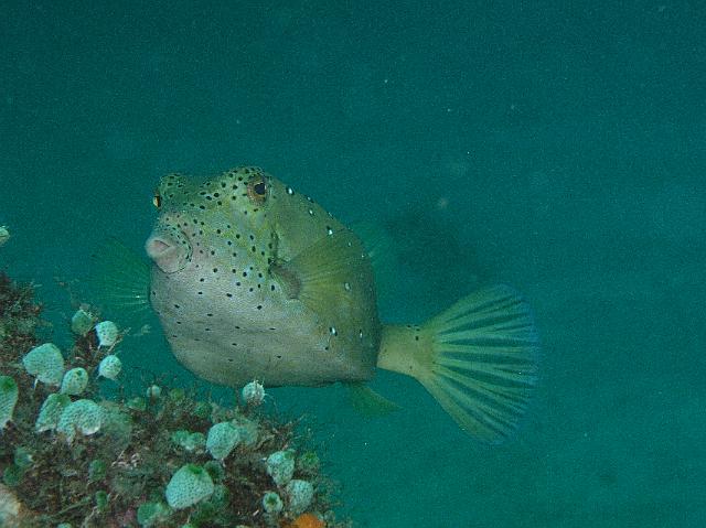 Würfel-Kofferfisch..JPG