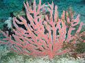 Nadelbäumchen-Weichkoralle